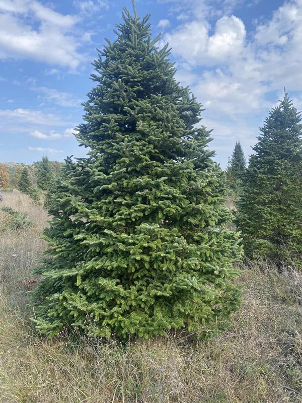 Northstar Wisconsin Christmas Trees Clearwater, FL